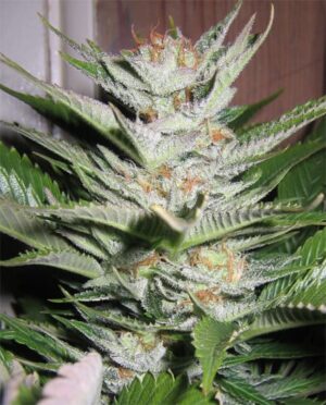 Sensi Seeds - Shiva Skunk Feminized | Feminized cannabis seeds - Image 4