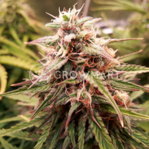Shiva_Skunk_Automatic_Autoflower_semínka_konopí