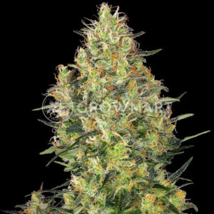 Shiva_Skunk_Fem_Feminizované_semínka_konopí
