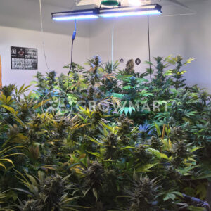 Shiva_Skunk_Reg_Regulérni_semínka_konopí