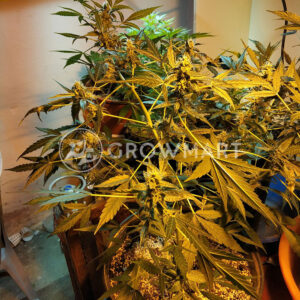 Shot_Adrenaline_Autoflower_semínka_konopí