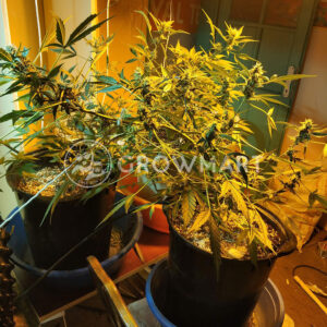 Shot_Adrenaline_Autoflower_semínka_konopí