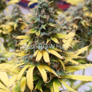 Siberian_Haze_Feminizovaná_semínka_konopí