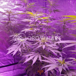 Siberian_Haze_Auto_Samonakvetaci_seminka_konopi