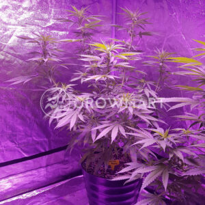 Siberian_Haze_Auto_Samonakvetaci_seminka_konopi