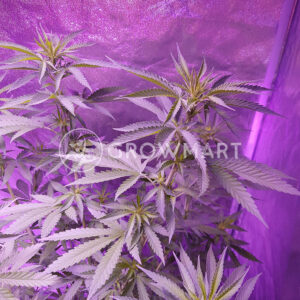 Siberian_Haze_Auto_Samonakvetaci_seminka_konopi