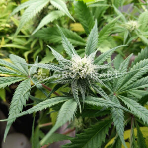 Sideral_Feminizované_semena_konopí