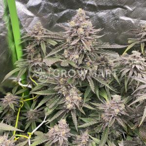 Silver_Grape_Sherbet_seminka_konopi