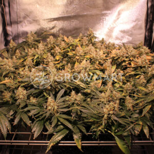Silver_Haze_seminka_konopi