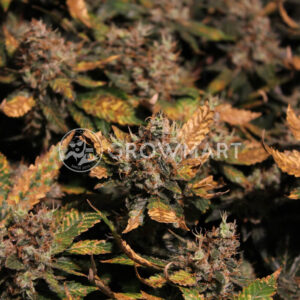 Silver_Haze_seminka_konopi