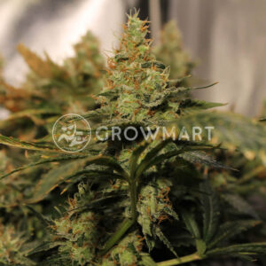 Silver_Haze_seminka_konopi
