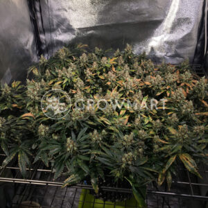 Silver_Haze_Reg_Regulérni_semínka_konopí