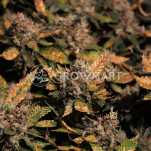 Silver_Haze_Reg_Regulérni_semínka_konopí