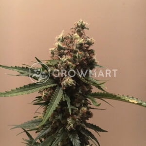 Silver_Haze_Reg_Regulérni_semínka_konopí