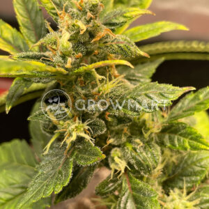 Sir_Jack_Auto_Autoflower_semiena_konopí