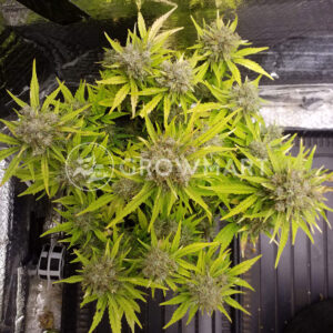 Six_Shooter_Auto_Autoflowering_semínka_konopí