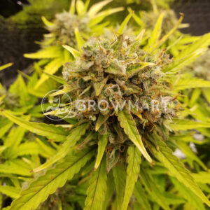 Six_Shooter_Auto_Autoflowering_semínka_konopí