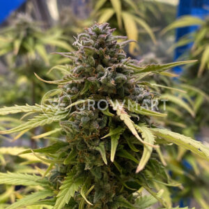 Skunk_1_Automatic_Autoflower_semínka_konopí