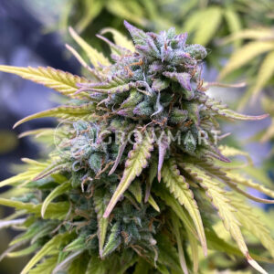 Skunk_1_Automatic_Autoflower_semínka_konopí