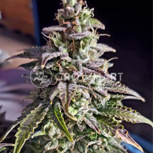 Skunk_Auto_Autoflowering_semínka_konopí