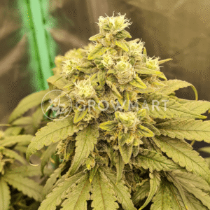 Skywalker_Haze_seminka_konopi_2