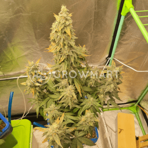 Skywalker_Haze_seminka_konopi_3