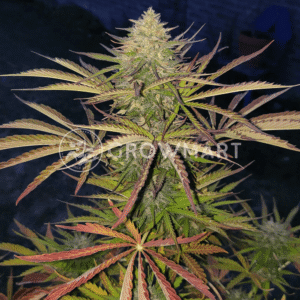 Skywalker_Haze_Auto_seminka_konopi_1