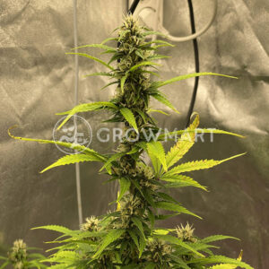 Skywalker_OG_Auto_Autoflowering_semínka_konopí