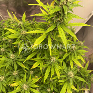 Skywalker_OG_Auto_Autoflowering_semínka_konopí
