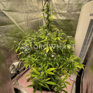 Skywalker_OG_Auto_Autoflowering_semínka_konopí