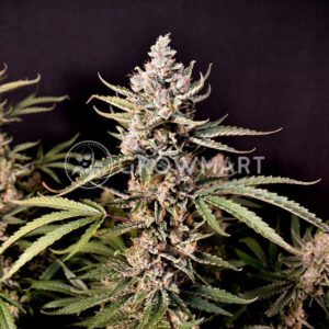 Skywalker_OG_Runtz_XL_Auto_Seminka_Konopi_3