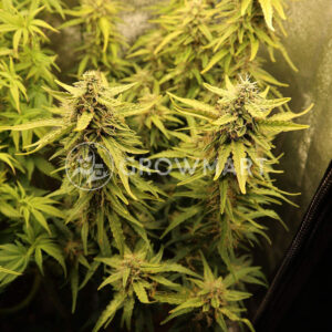 Smoothie_Auto_Autoflowering_semínka_konopí