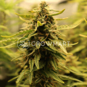 Smoothie_Auto_Autoflowering_semínka_konopí
