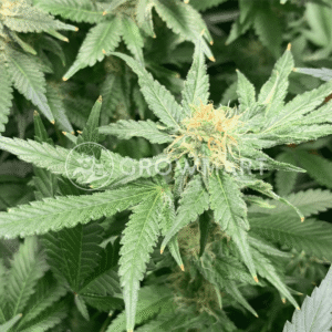 Snow_Bud_seminka_konopi_1