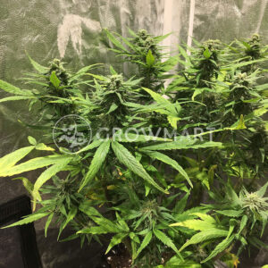 Solomatic_CBD_Autoflowering_semínka_konopí