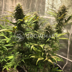 Solomatic_CBD_Autoflowering_semínka_konopí