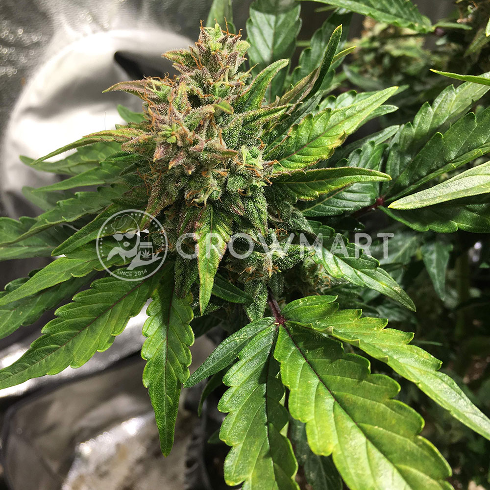 Solomatic_CBD_Autoflowering_semínka_konopí