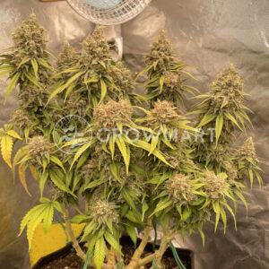 Sour_Diesel_seminka_konopi