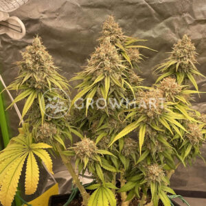 Sour_Diesel_seminka_konopi