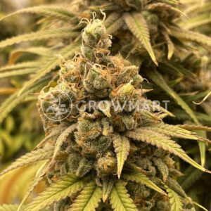 Sour_Diesel_seminka_konopi