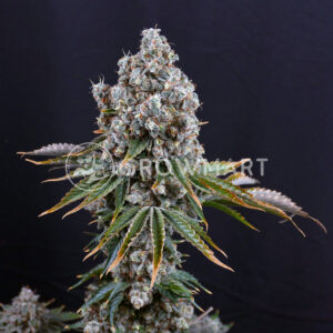 Sour_Strawberry_seminka_konopi