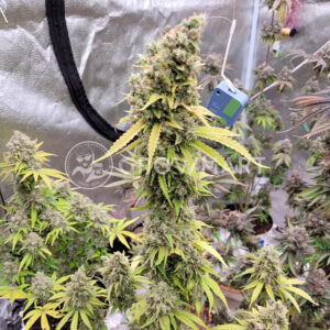 Sour_Zkittlez_seminka_konopi