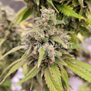 Sour_Zkittlez_seminka_konopi