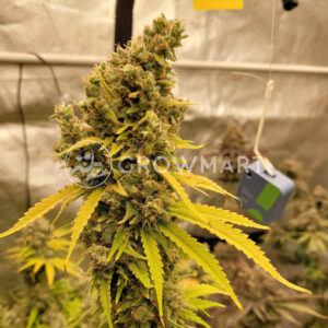 Sour_Zkittlez_seminka_konopi