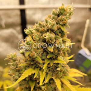 Sour_Zkittlez_seminka_konopi