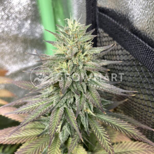 South_African_Kwazulu_Feminizovaná_semínka_konopí