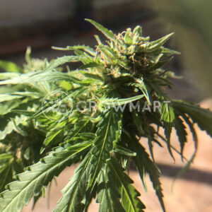 Soyuz_OG_Express_Feminizovaná_semínka_konopí