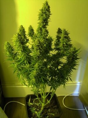 Sweet Seeds® - +Speed Auto ® | Autoflowering cannabis seeds - Image 6