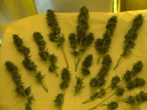 Sweet Seeds® - +Speed Auto ® | Autoflowering cannabis seeds - Image 7