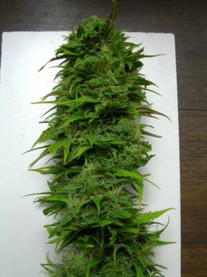 Sweet Seeds® - +Speed Auto ® | Autoflowering cannabis seeds - Image 8